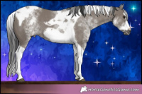 Horse Color:White Spotted Grullo Splash Tobiano Frame 