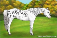Horse Color:White Spotted Black Splash Tobiano Frame Appaloosa 