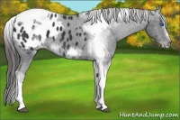 Horse Color:White Spotted Black Splash Tobiano Frame Appaloosa 