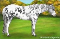Horse Color:White Spotted Black Splash Tobiano Frame Near Leopard 