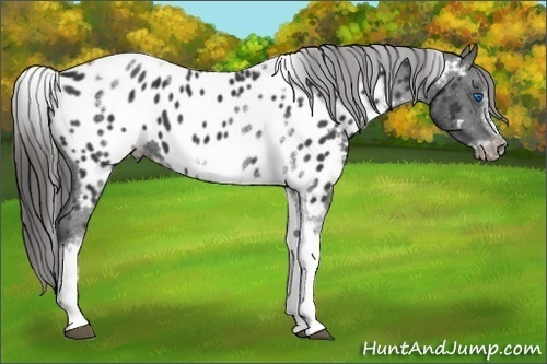 Horse Color:White Spotted Black Splash Tobiano Frame Appaloosa 