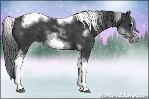 Horse Color: White Spotted Black Splash Tobiano Frame Blanket 