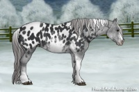 Horse Color:White Spotted Black Splash Tobiano Frame Appaloosa 