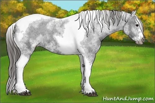 Horse Color:White Spotted Black Splash Tobiano Frame Varnish 