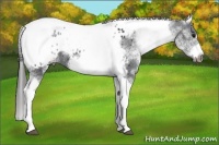 Horse Color:White Spotted Black Splash Tobiano Frame Appaloosa 