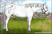 Horse Color:White Spotted Black Splash Tobiano Frame Appaloosa 