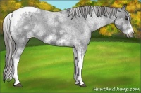 Horse Color:White Spotted Black Splash Tobiano Frame Blanket 