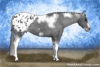 Horse Color:White Spotted Black Splash Tobiano Frame Appaloosa