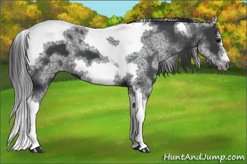 Horse Color:White Spotted Black Splash Tobiano Frame Varnish