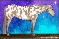 Horse Color:Buckskin Dun Appaloosa Rabicano 