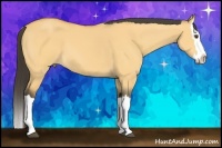 Horse Color:Buckskin Dun Splash 