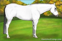 Horse Color:White Spotted Black Frame Rabicano 