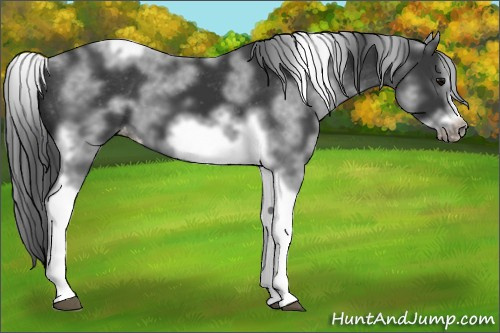 Horse Color: White Spotted Black Splash Tobiano Frame Varnish 