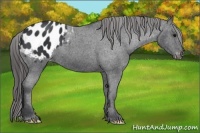 Horse Color:Black Appaloosa 