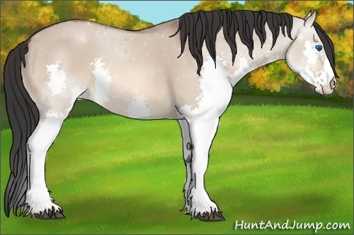 Horse Color: Bay Dun Splash 