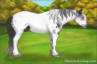 Horse Color:White Spotted Black Splash Tobiano Frame Appaloosa