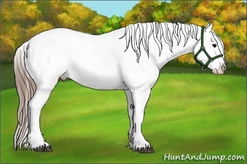 Horse Color:White Spotted Grullo Splash Tobiano Appaloosa Rabicano