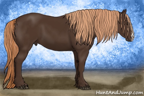 Horse Color: Liver Chestnut 