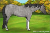 Horse Color:Grullo Roan Tobiano