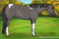 Horse Color:Unknown 