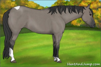 Horse Color:Grullo Roan Tobiano