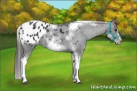 Horse Color:White Spotted Black Splash Tobiano Frame Appaloosa 