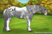 Horse Color:White Spotted Black Splash Tobiano Frame Varnish 