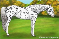Horse Color:White Spotted Black Splash Tobiano Frame Near Leopard 