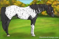 Horse Color:Black Appaloosa 