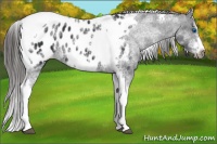 Horse Color:White Spotted Black Splash Tobiano Frame Near Leopard 
