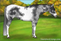 Horse Color:White Spotted Black Splash Tobiano Frame Appaloosa 
