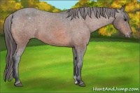 Horse Color:Bay Snowcap 
