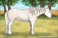 Horse Color:Gold Cream Champagne Roan Pearl Splash 