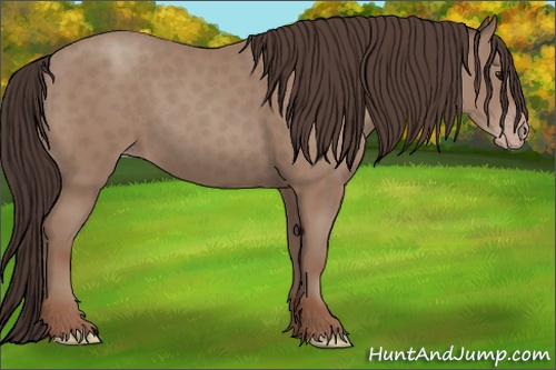 Horse Color: Classic Champagne 