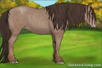Horse Color:Classic Champagne 