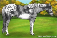 Horse Color:White Spotted Black Splash Tobiano Frame Appaloosa 