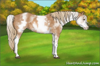 Horse Color:White Spotted Chestnut Rabicano 