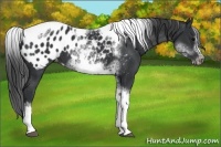Horse Color:White Spotted Black Splash Tobiano Frame Appaloosa 