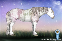 Horse Color:Silver Grullo Ice Splash 