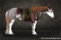 Horse Color:Liver Chestnut Ice Sabino Splash 