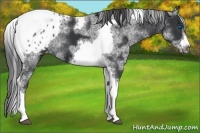 Horse Color:White Spotted Black Splash Tobiano Frame Appaloosa