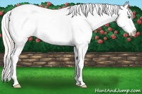 Horse Color:Silver Sable Cream Champagne Appaloosa 