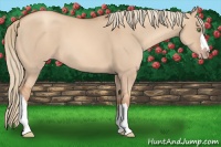 Horse Color:Gold Champagne Dun 
