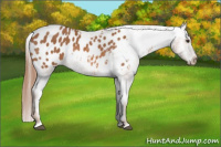 Horse Color:Chestnut Appaloosa 