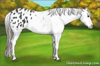Horse Color:Black Appaloosa 