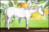 Horse Color:Chestnut Near Leopard 