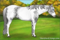 Horse Color:White Spotted Black Splash Tobiano Frame Blanket 