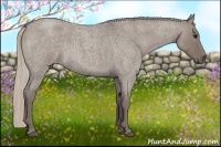 Horse Color:Silver Grullo Roan 