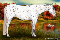 Horse Color:Red Roan Near Leopard 
