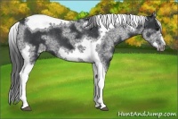 Horse Color:White Spotted Black Splash Tobiano Frame Appaloosa 
